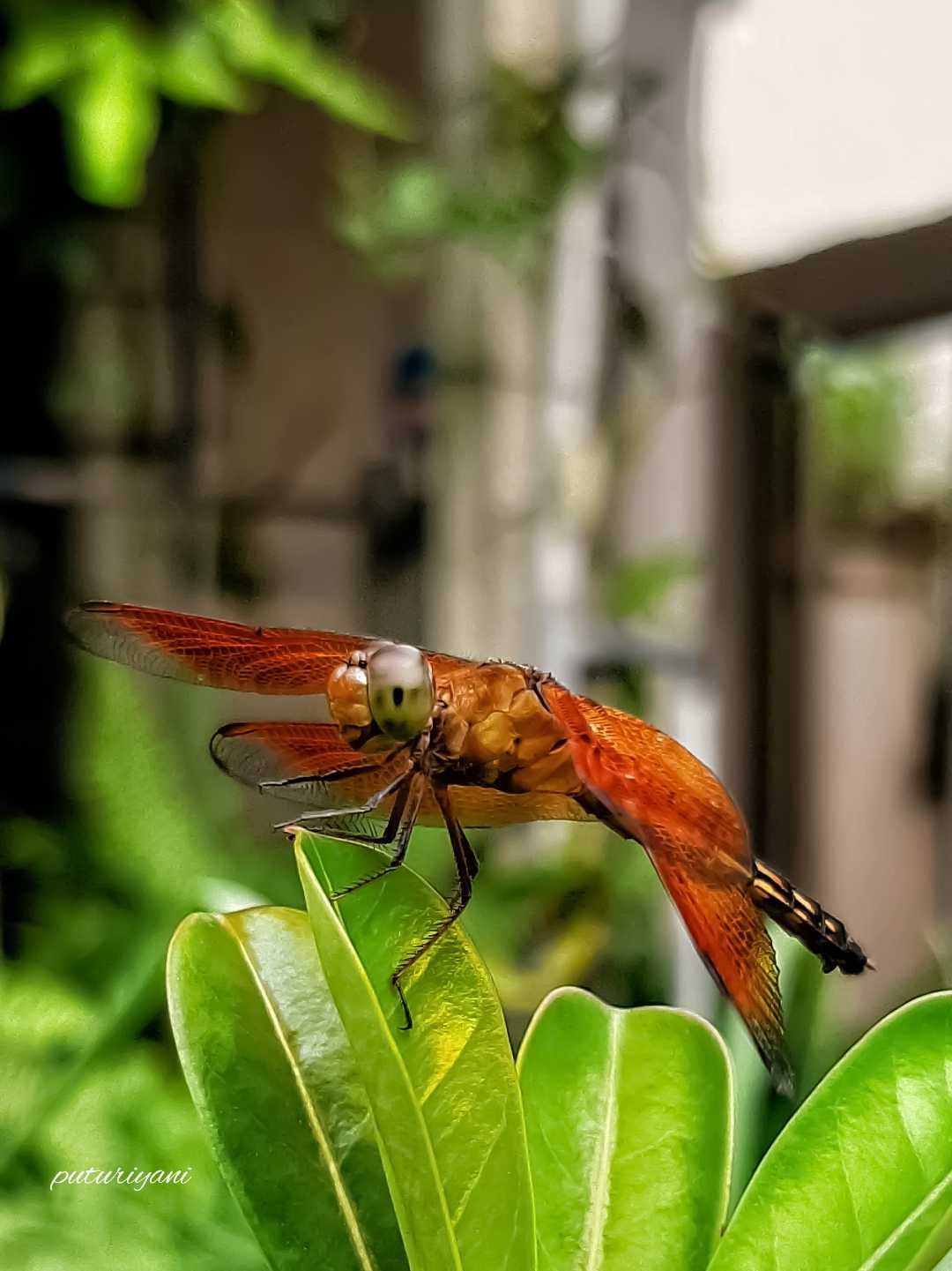 Red dragonfly (Capung merah)