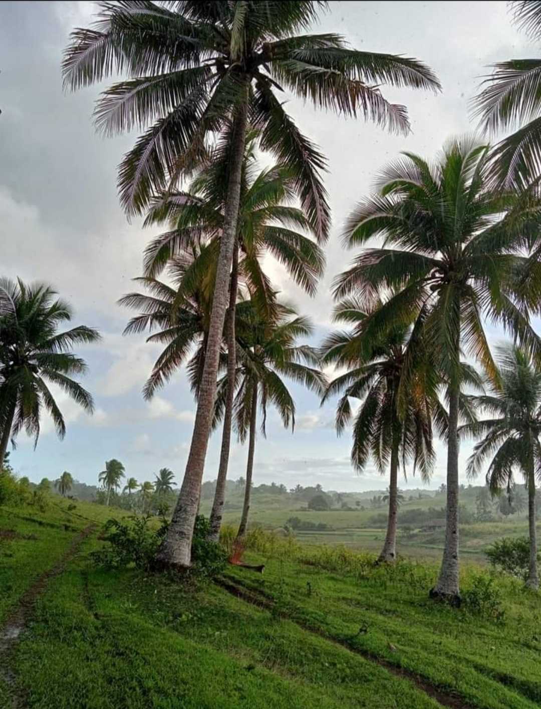 Green 🌴🌴🌴