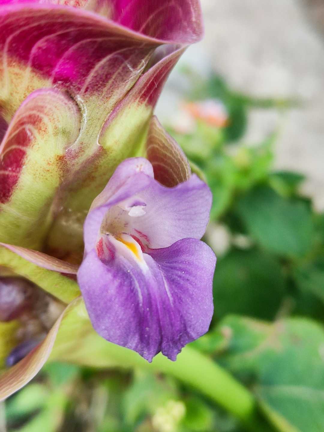 tulip siam 