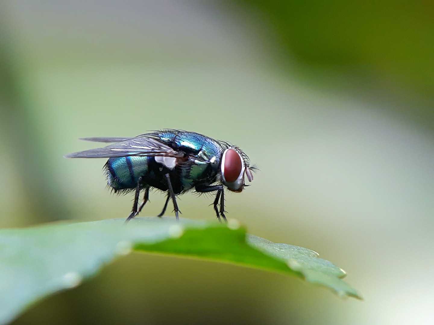 Lalat botol hijau (Lucilia sericata)