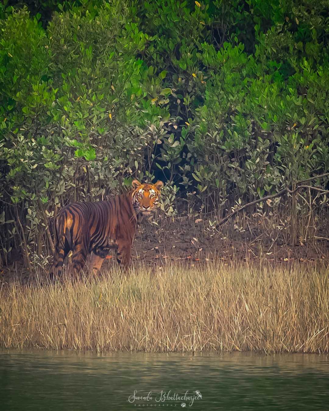 Queen of the Mangroves 
