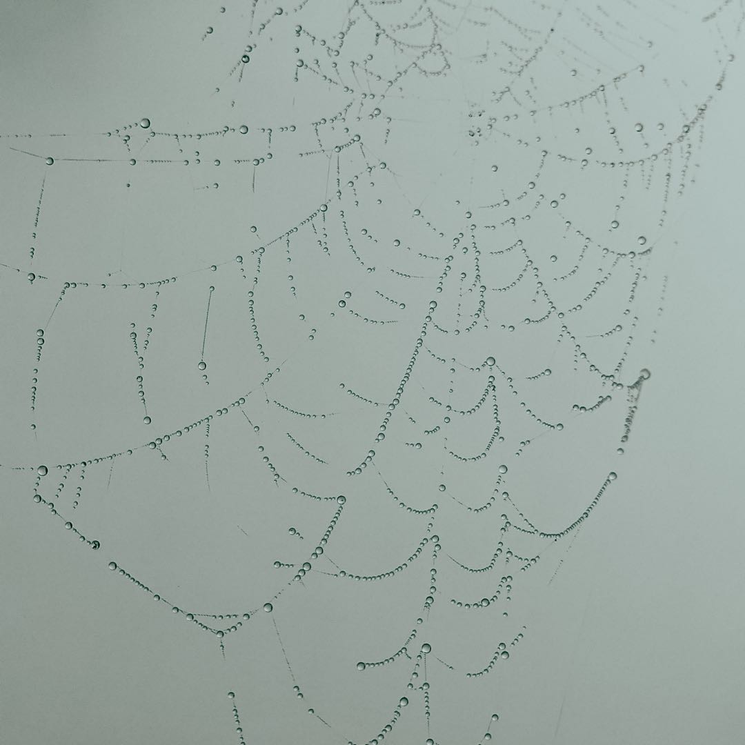 Drops on Spider Web