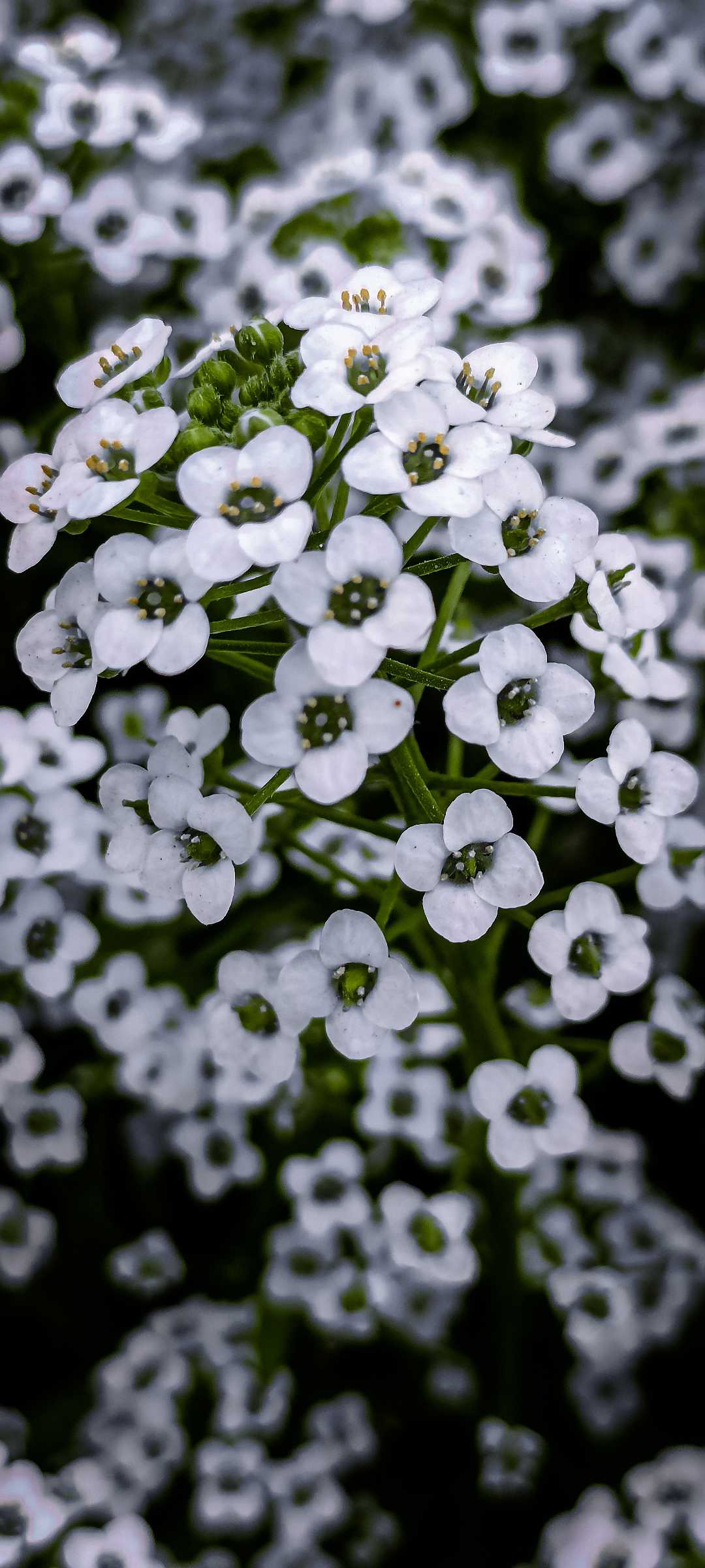 MY VILLAGE'S BEAUTY 😍 White Flowers 🤍