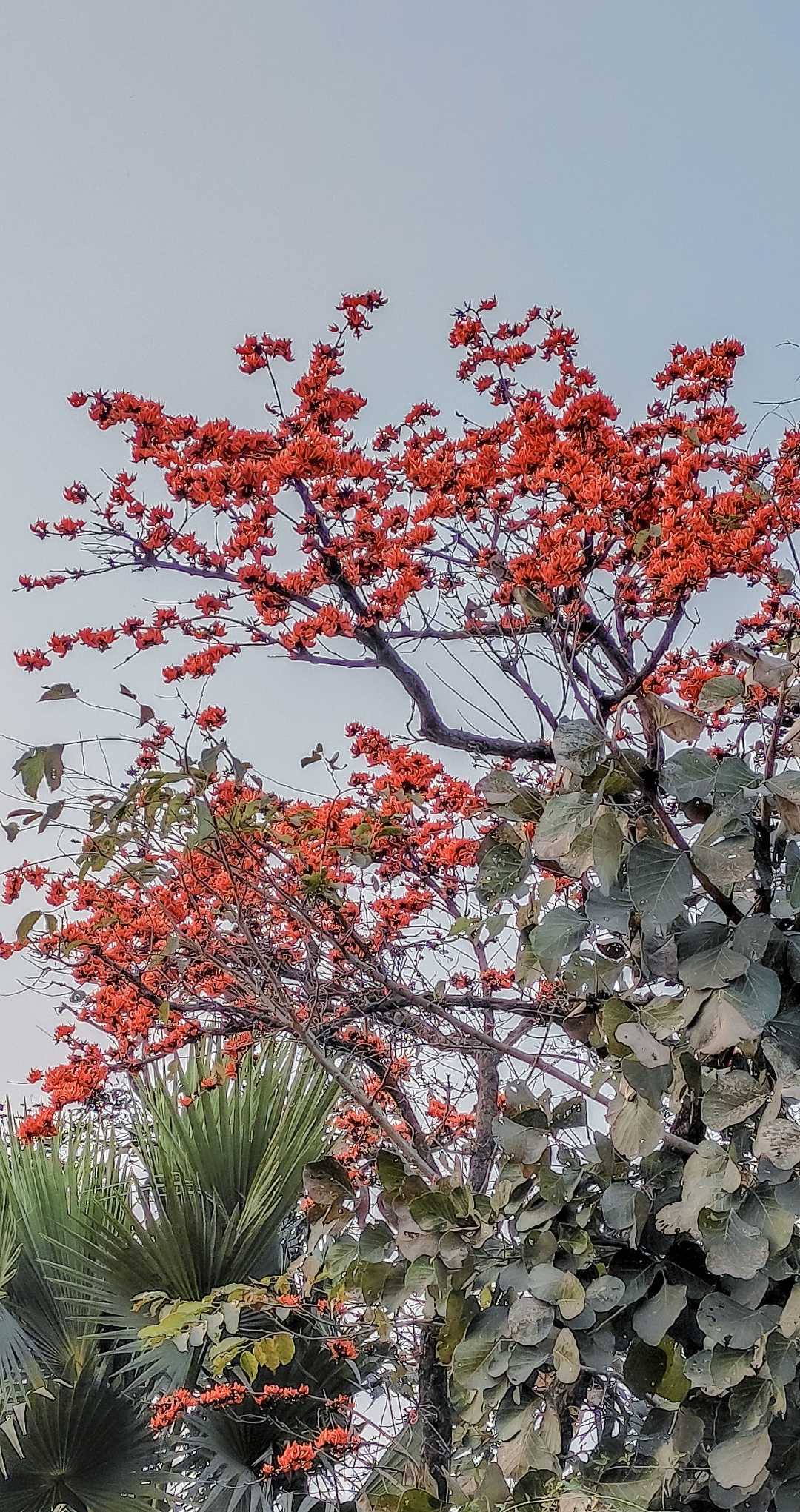 Purulia where Autumn 'falls' 