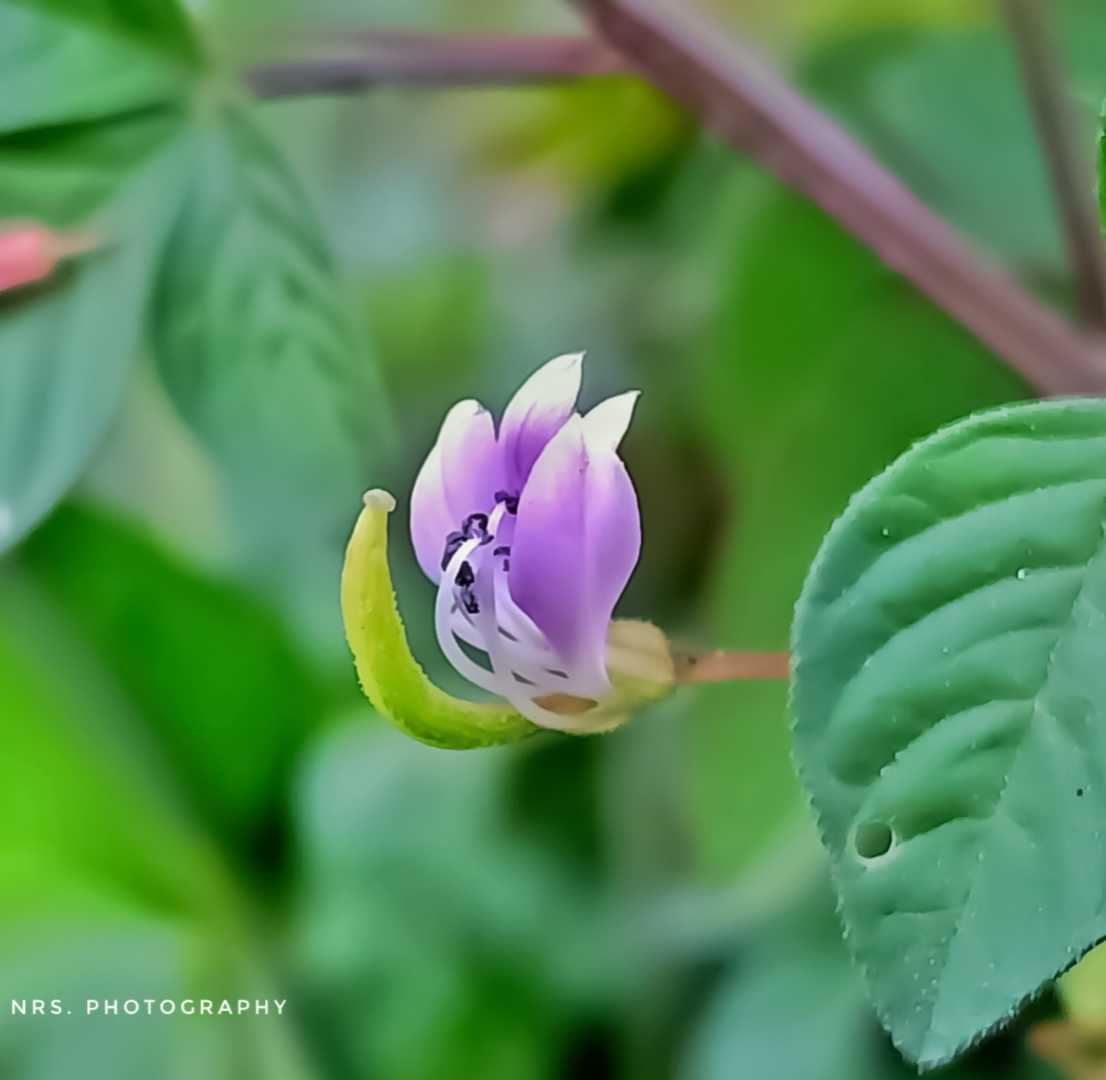 Bunga Maman lanang