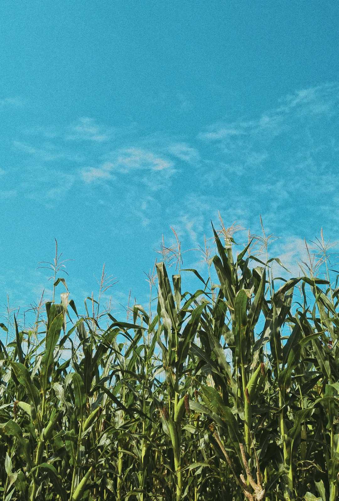 Ladang Jagung