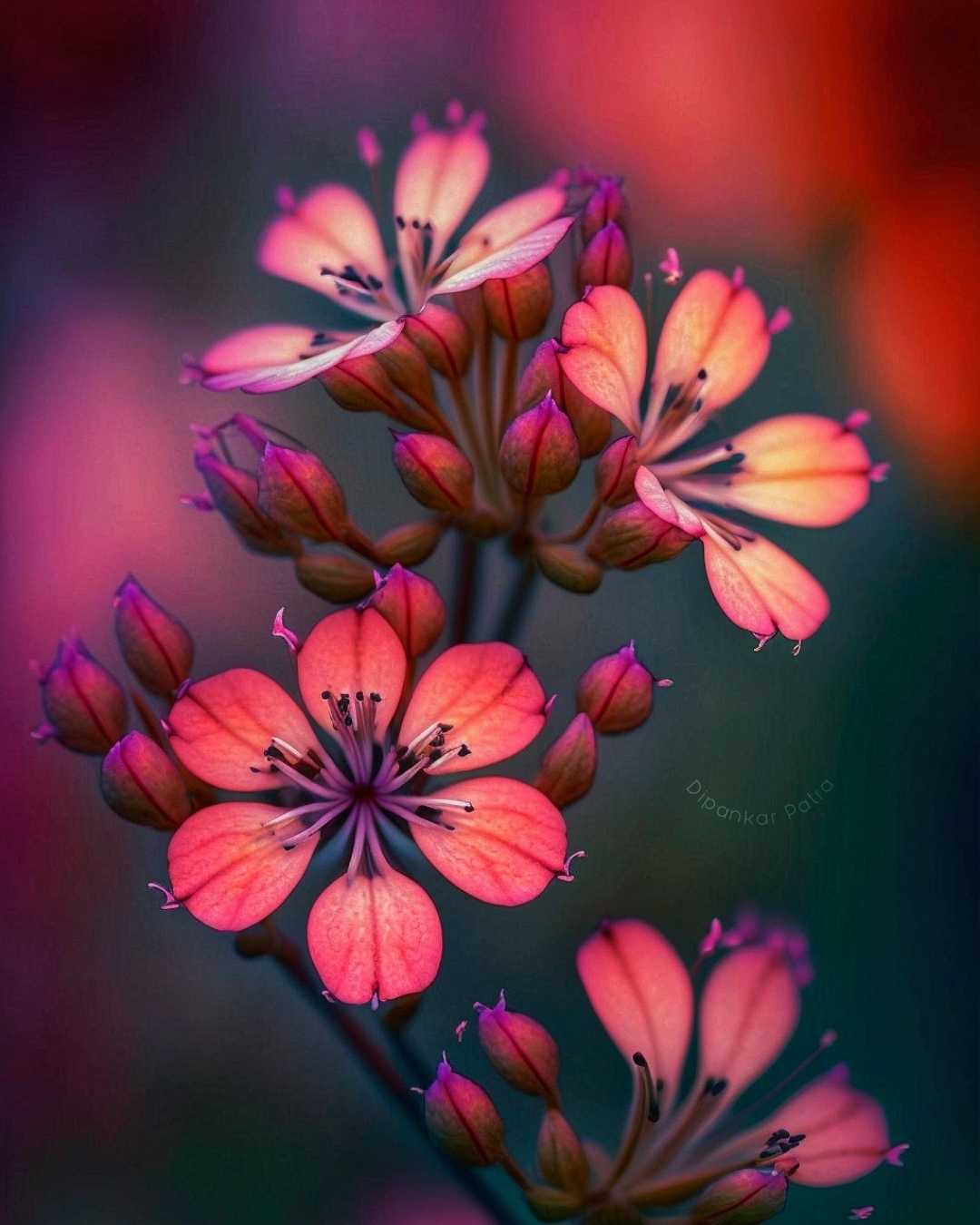 Flower 🌸🌸🌸