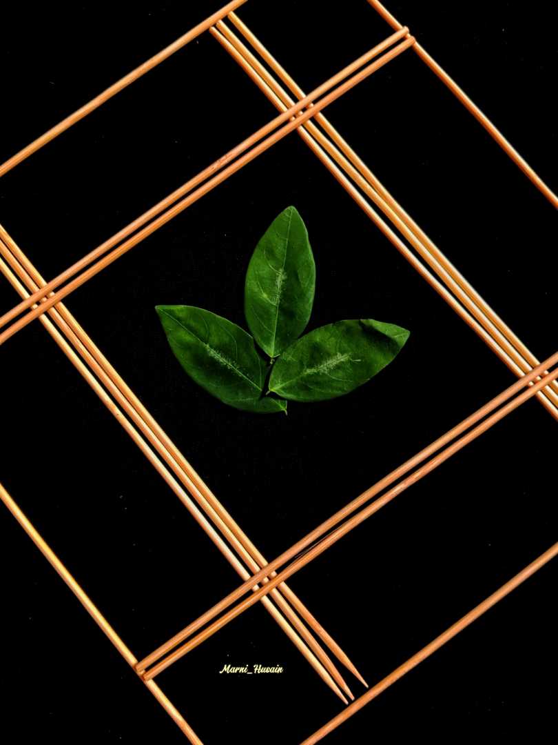 framed by nature