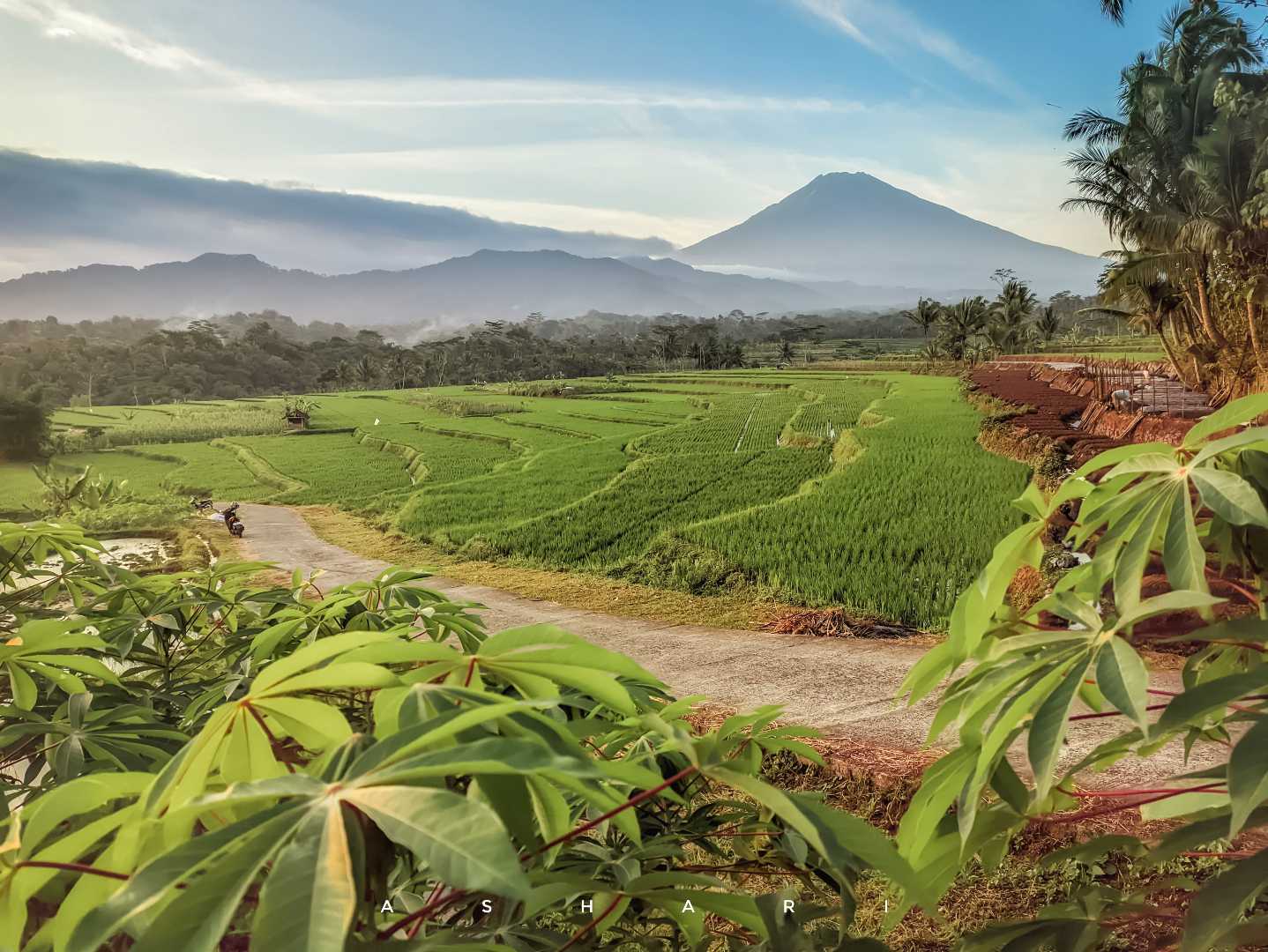 sawah kajoran