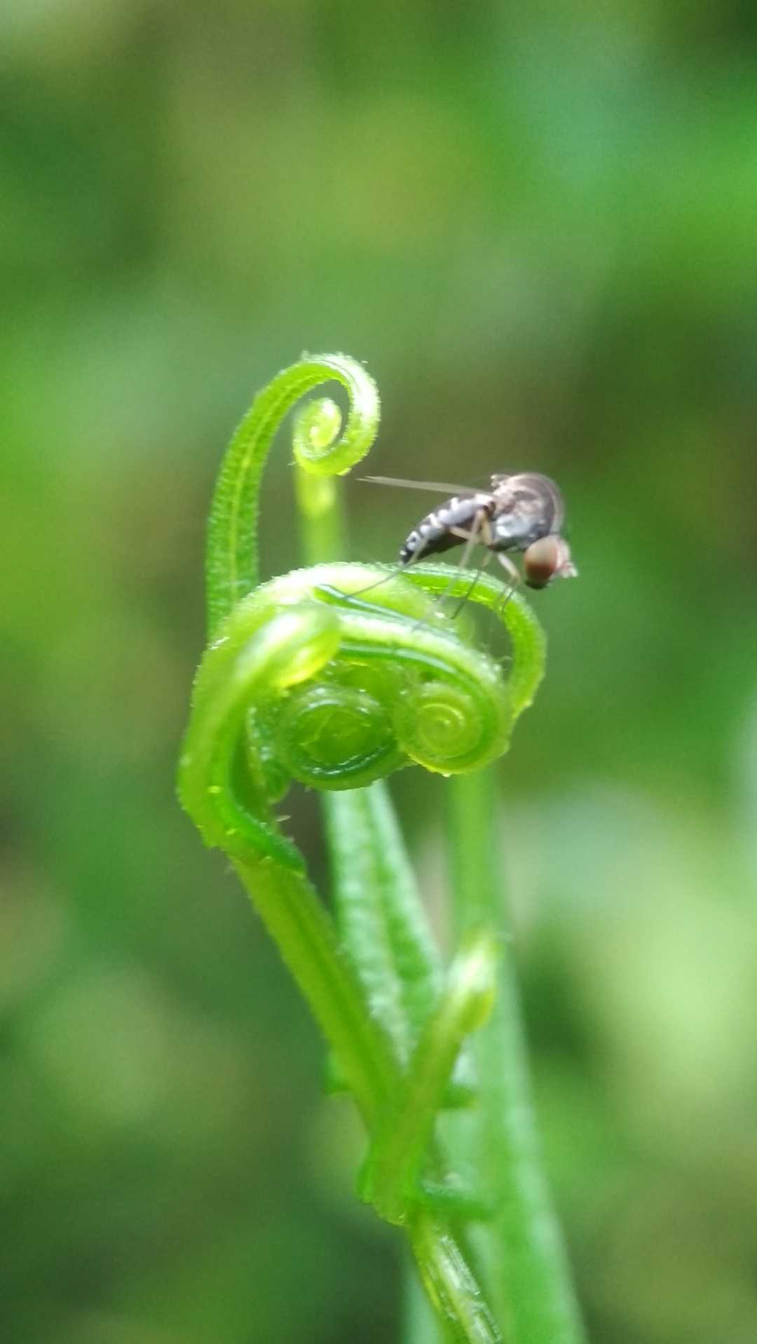 Nyamuk 