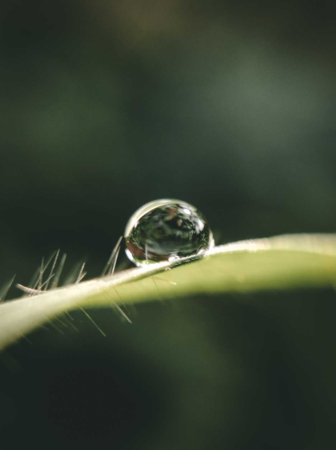 Macro