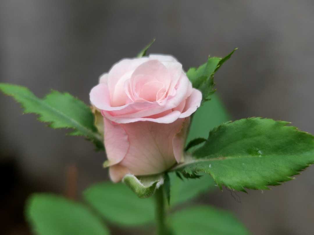 A symbol of love and grace, blooming against all odds 🌷