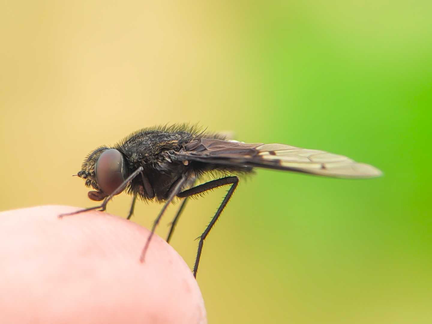 Fly