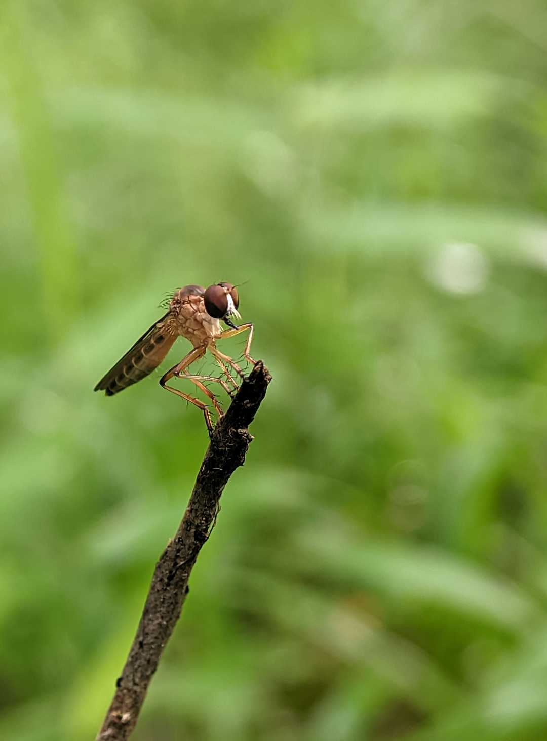 Asilidae