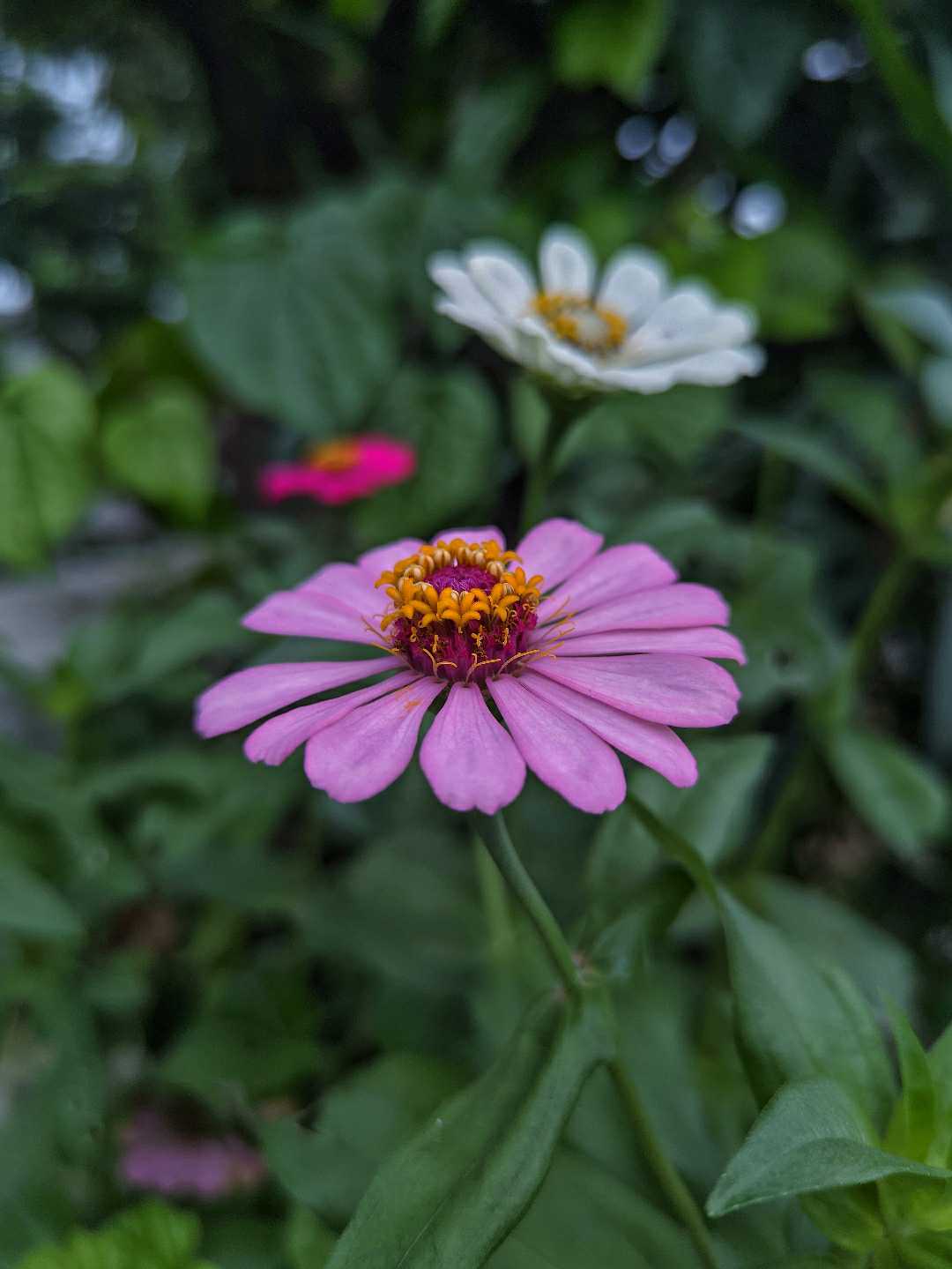 Zinnia