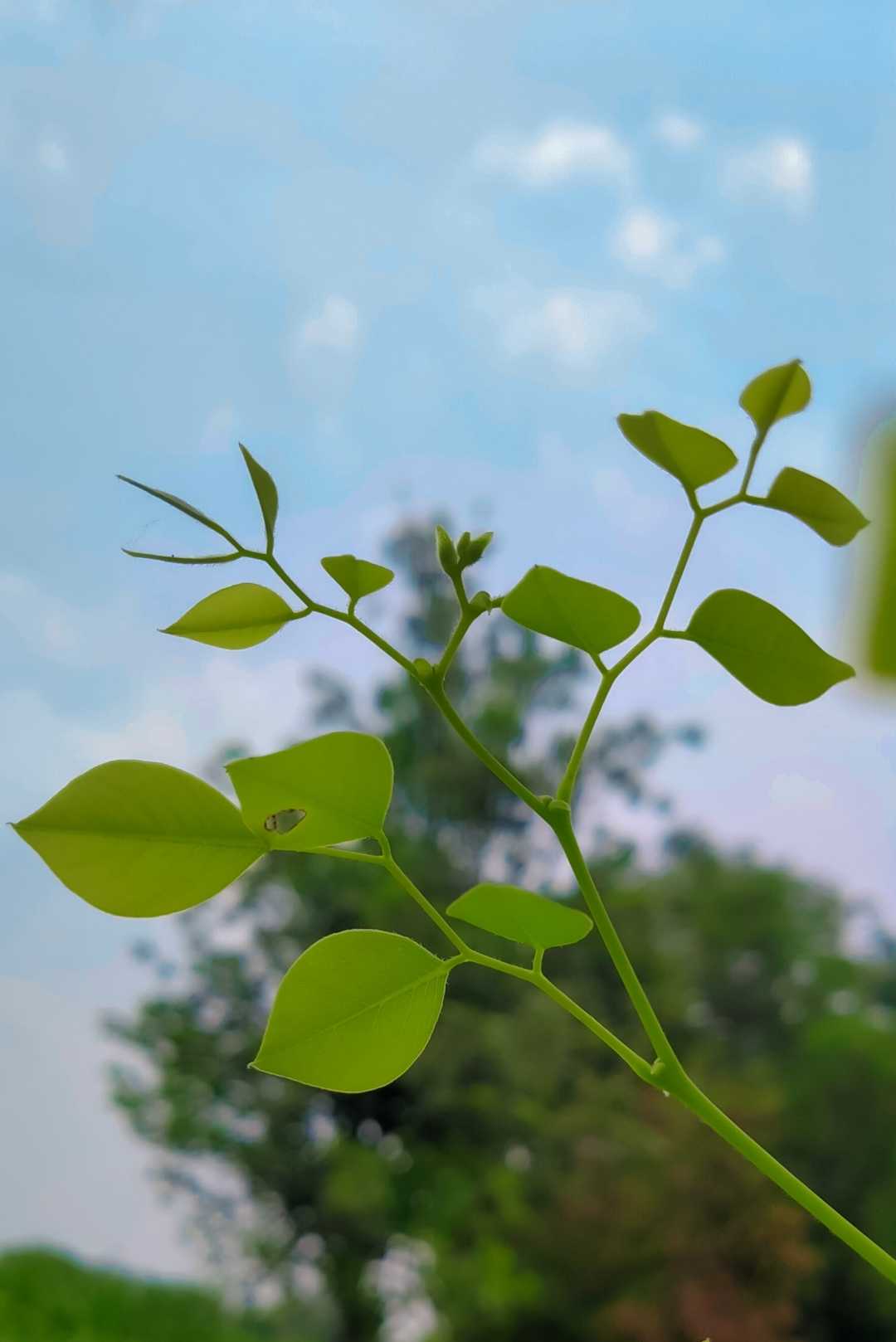 "A picture is a poem without words"🌿