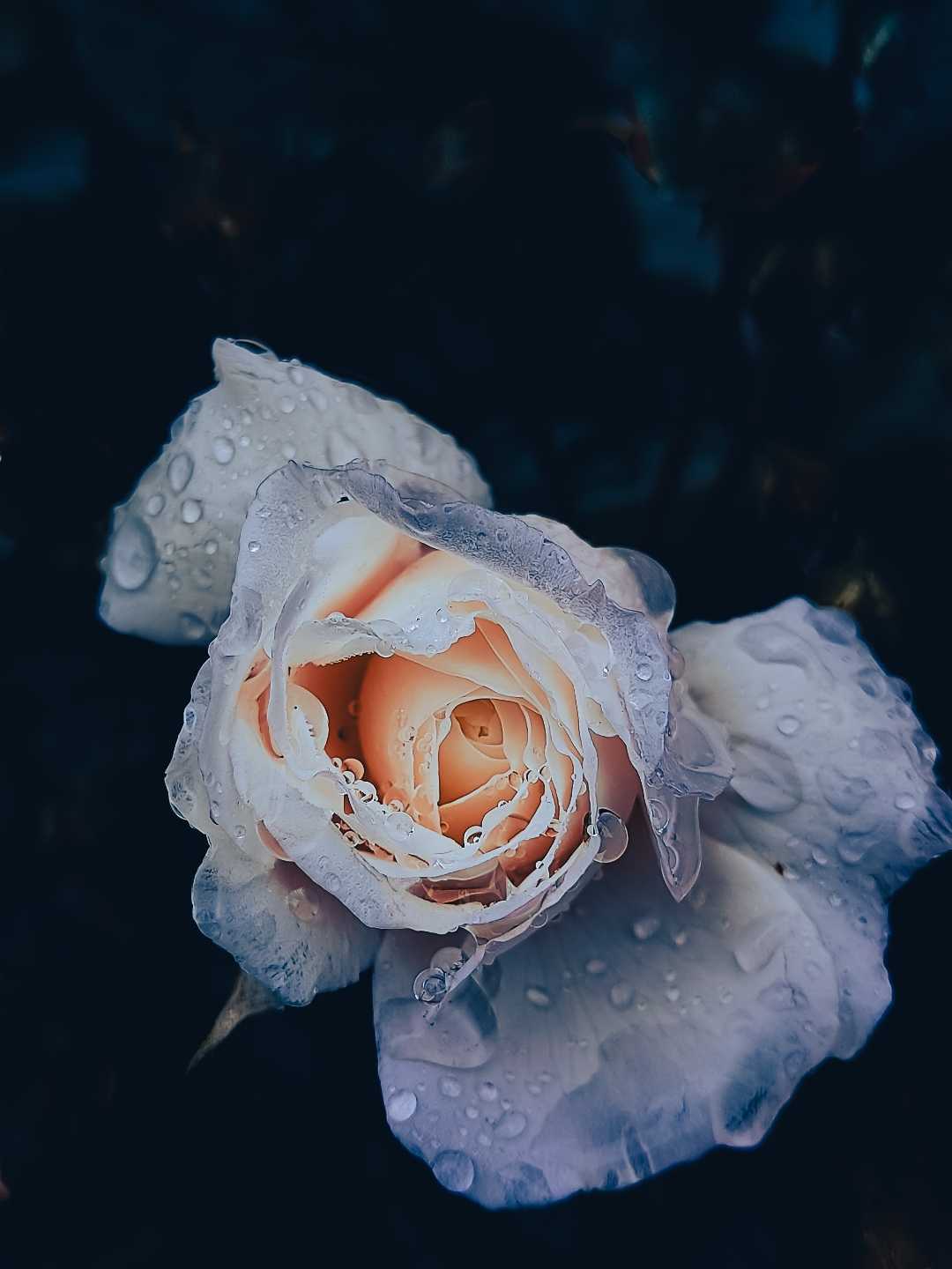 nature cleans the soul