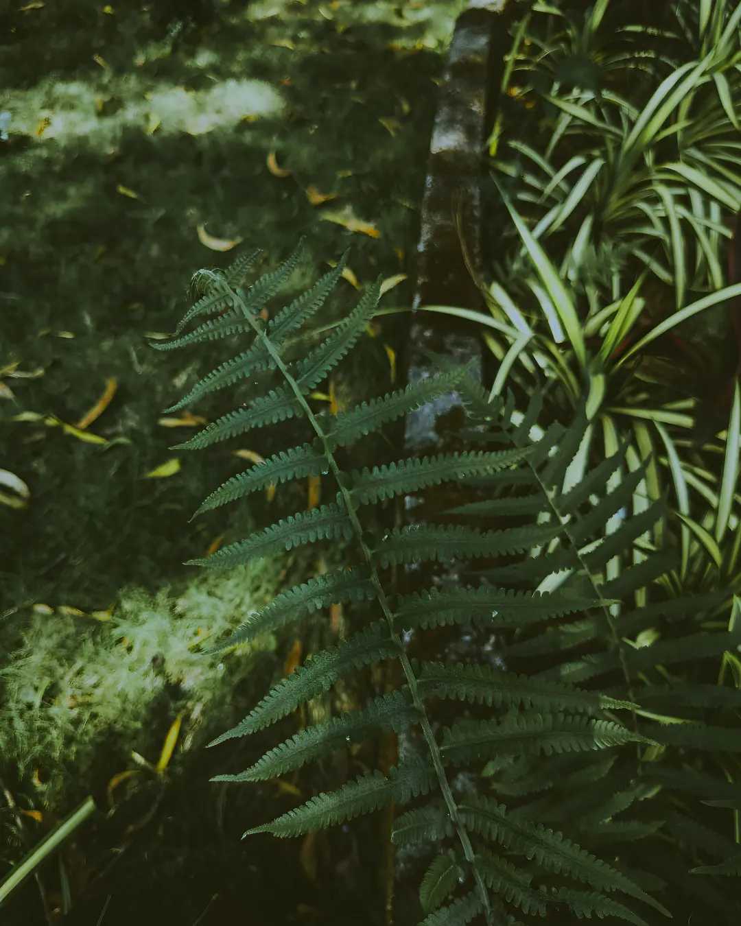 nature 