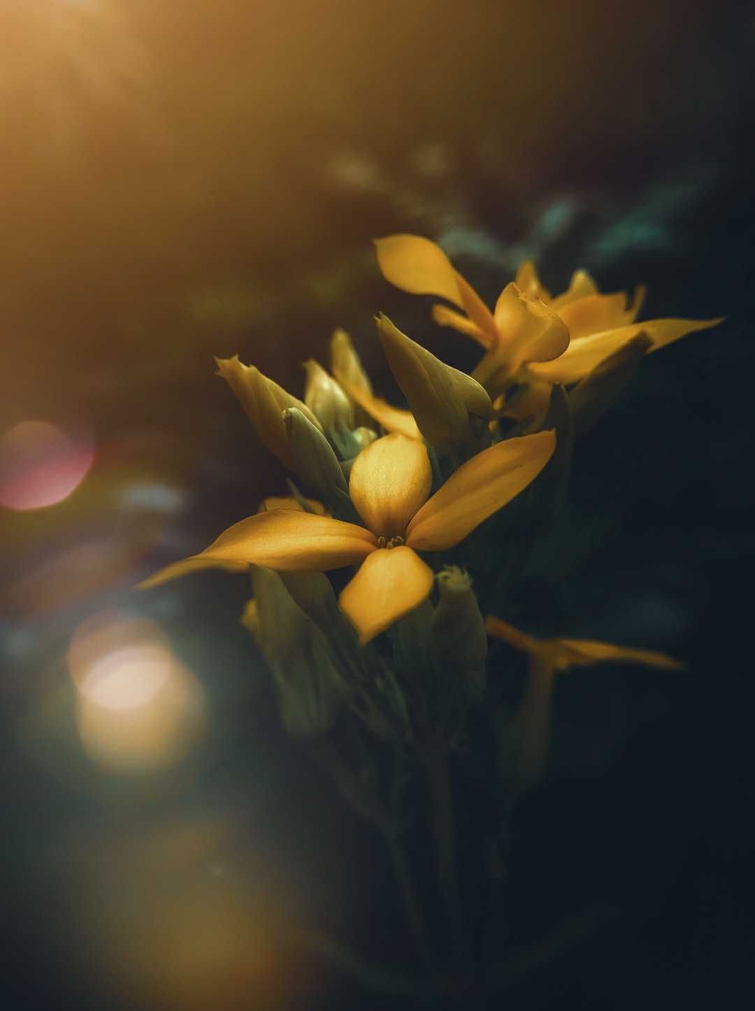 flower🌸
