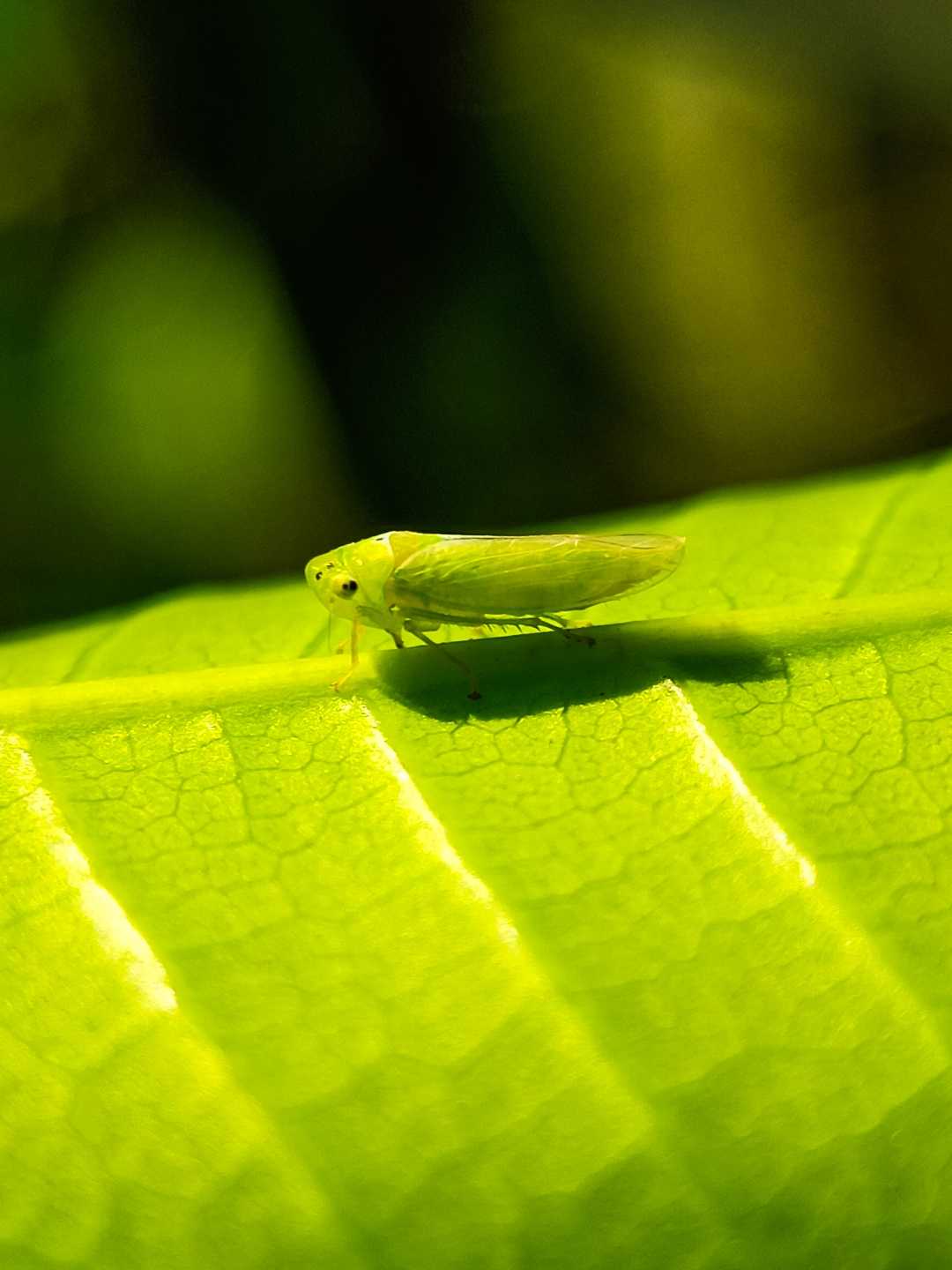  leafhopper 🍃🦗