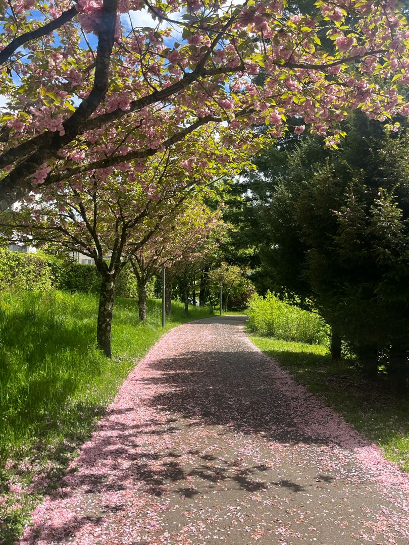 Cherry blossoms
