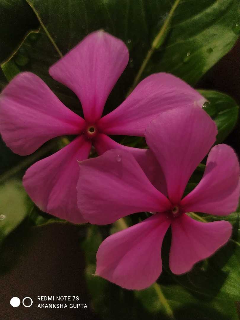 pink flower 🌸 mobile photography 📸