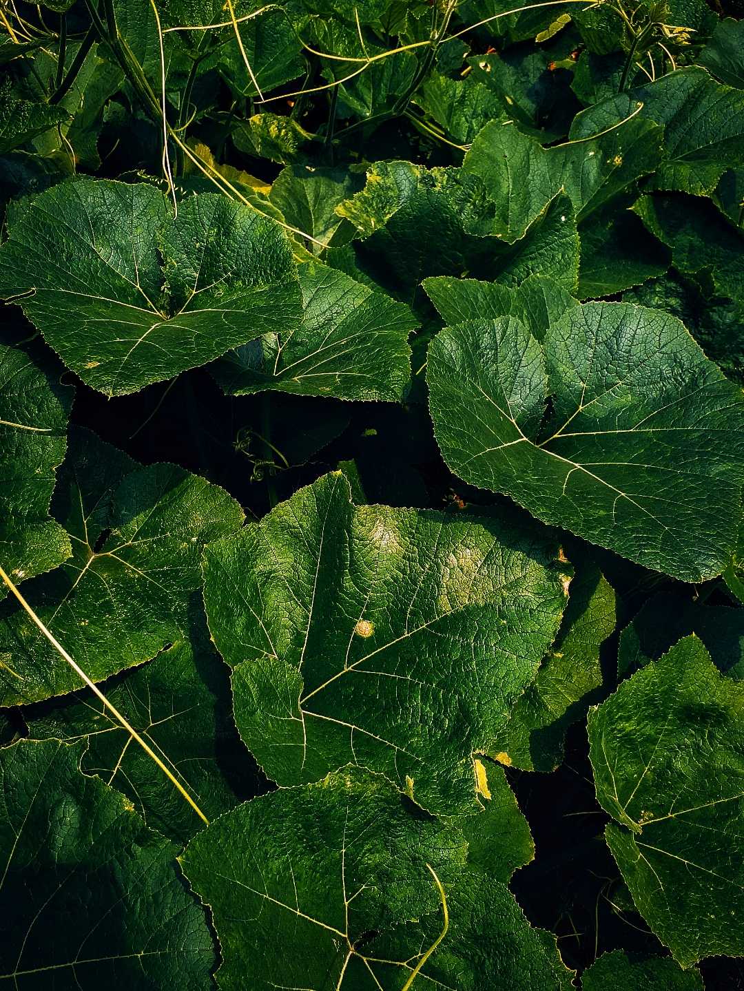 Daun labu