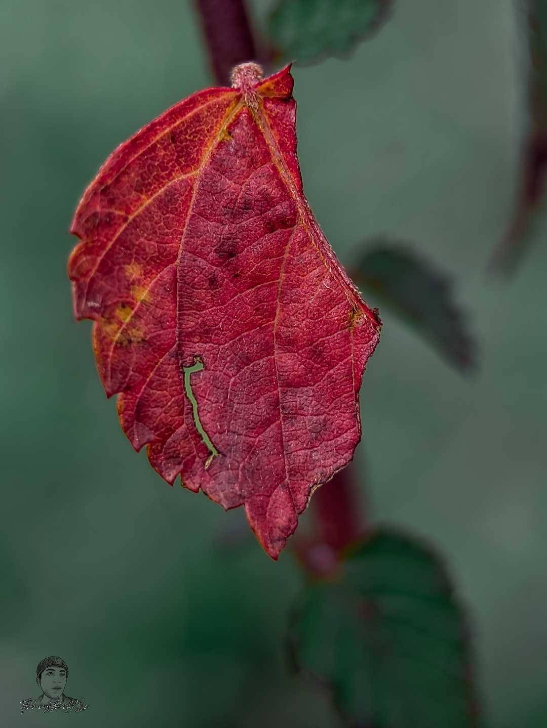Daun 