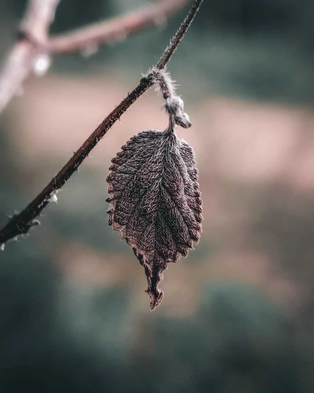 Daun 🍂