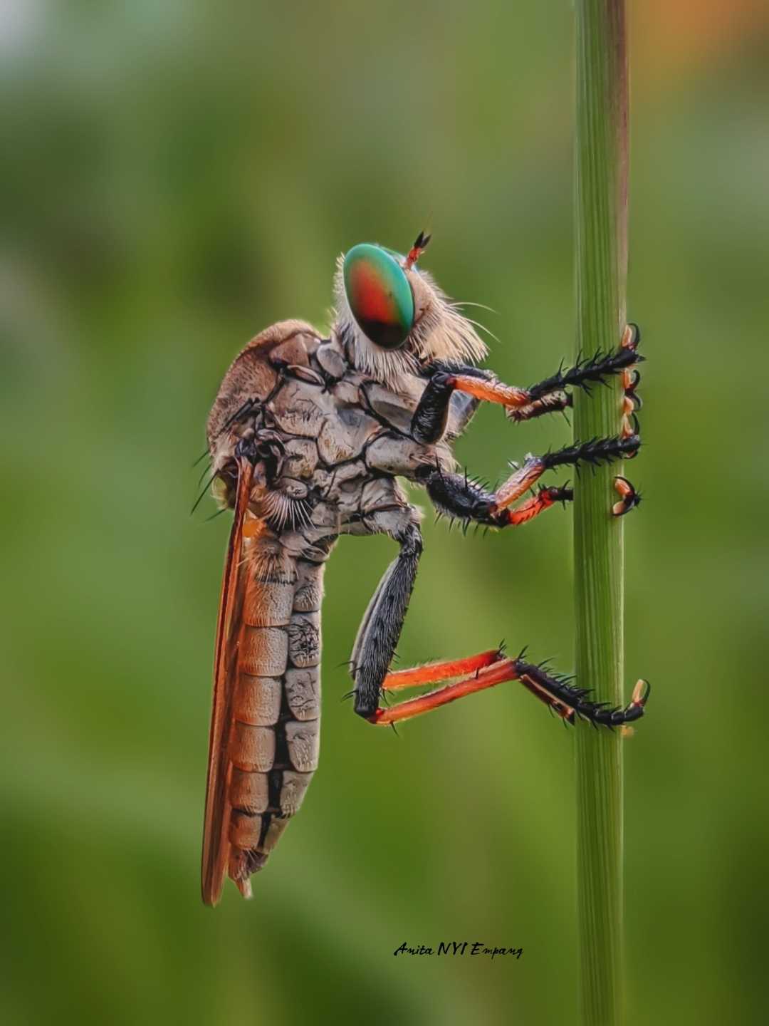 Lalat Perampok 