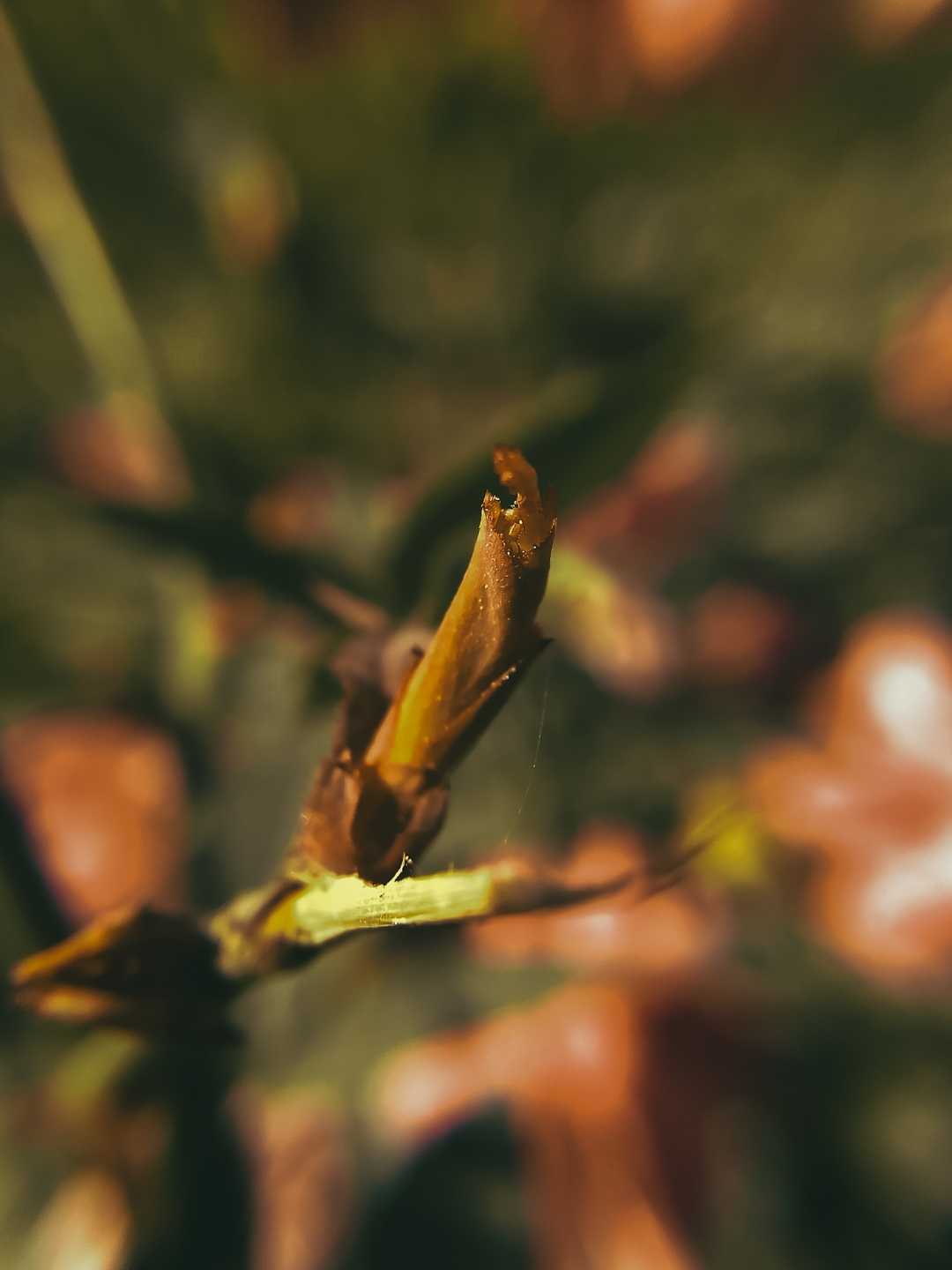 Macro Photography....