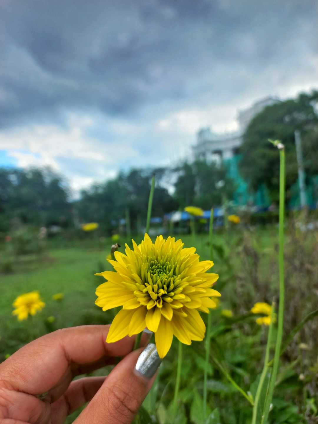 🌼 