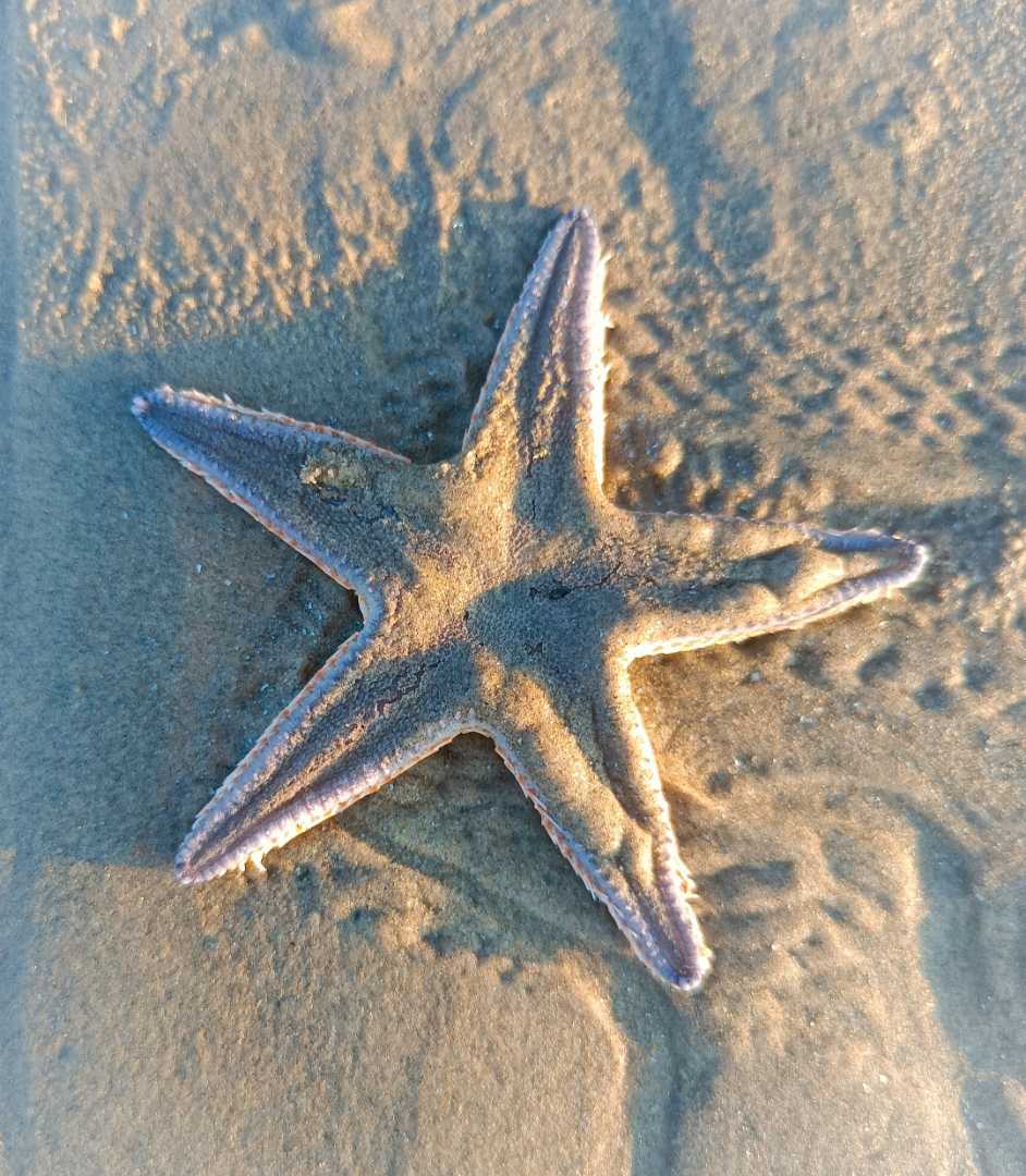star fish 🐟