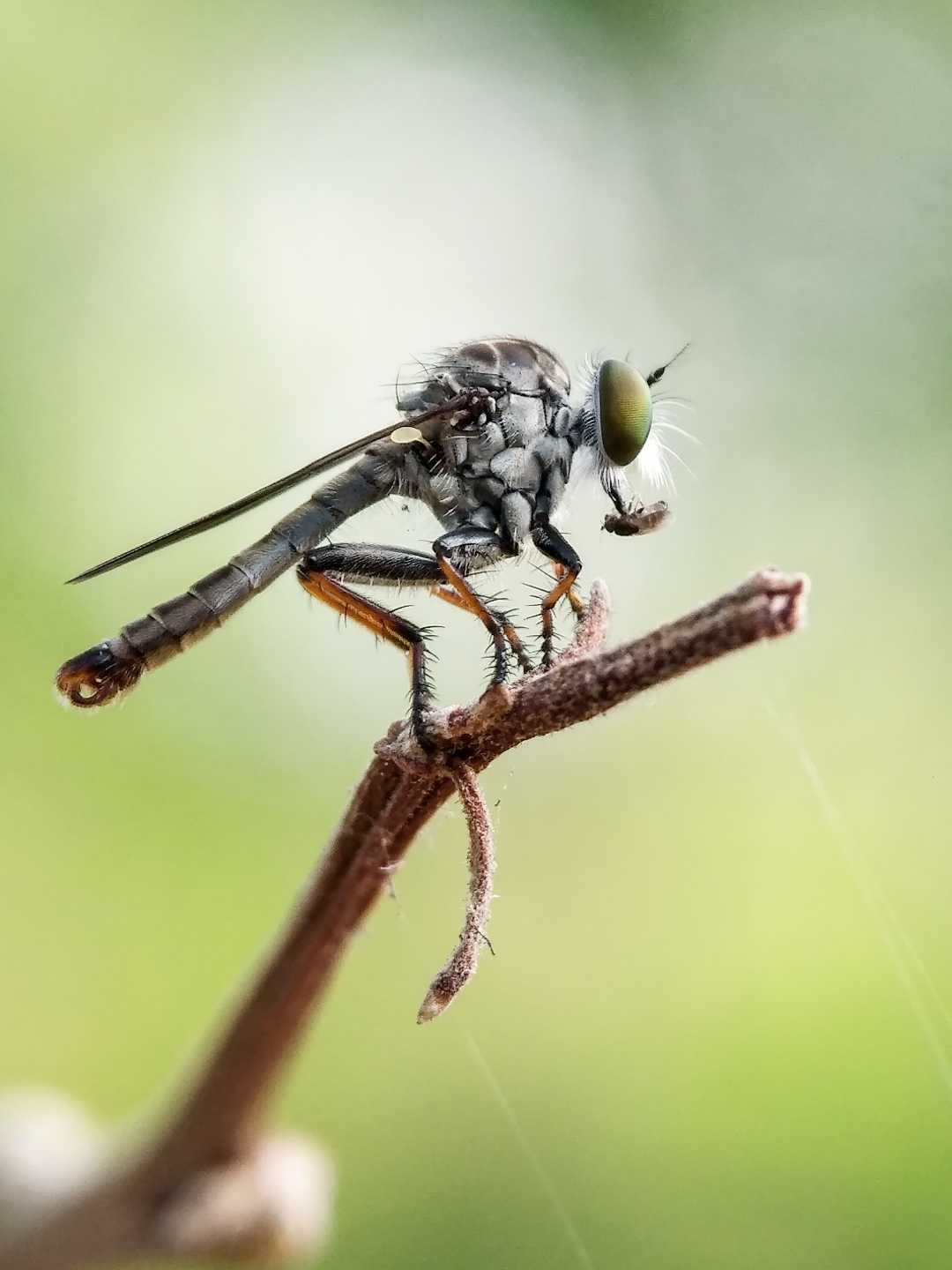 Mini Robberfly 
