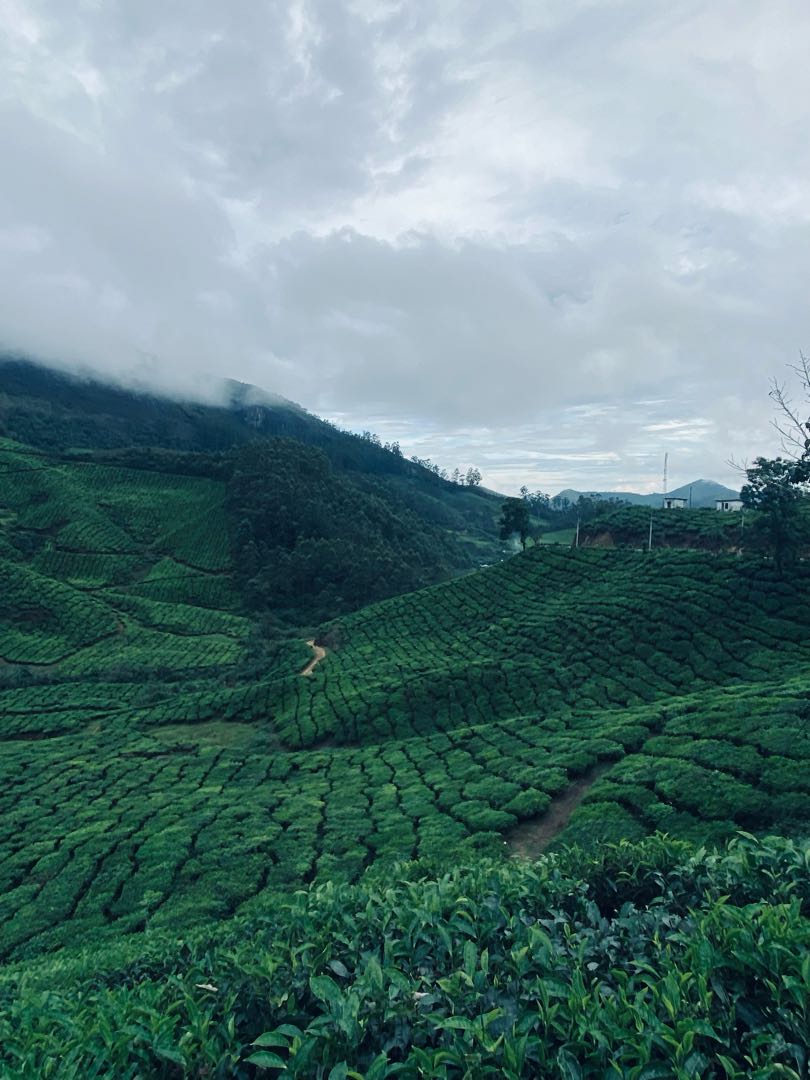 Munnar 🖤