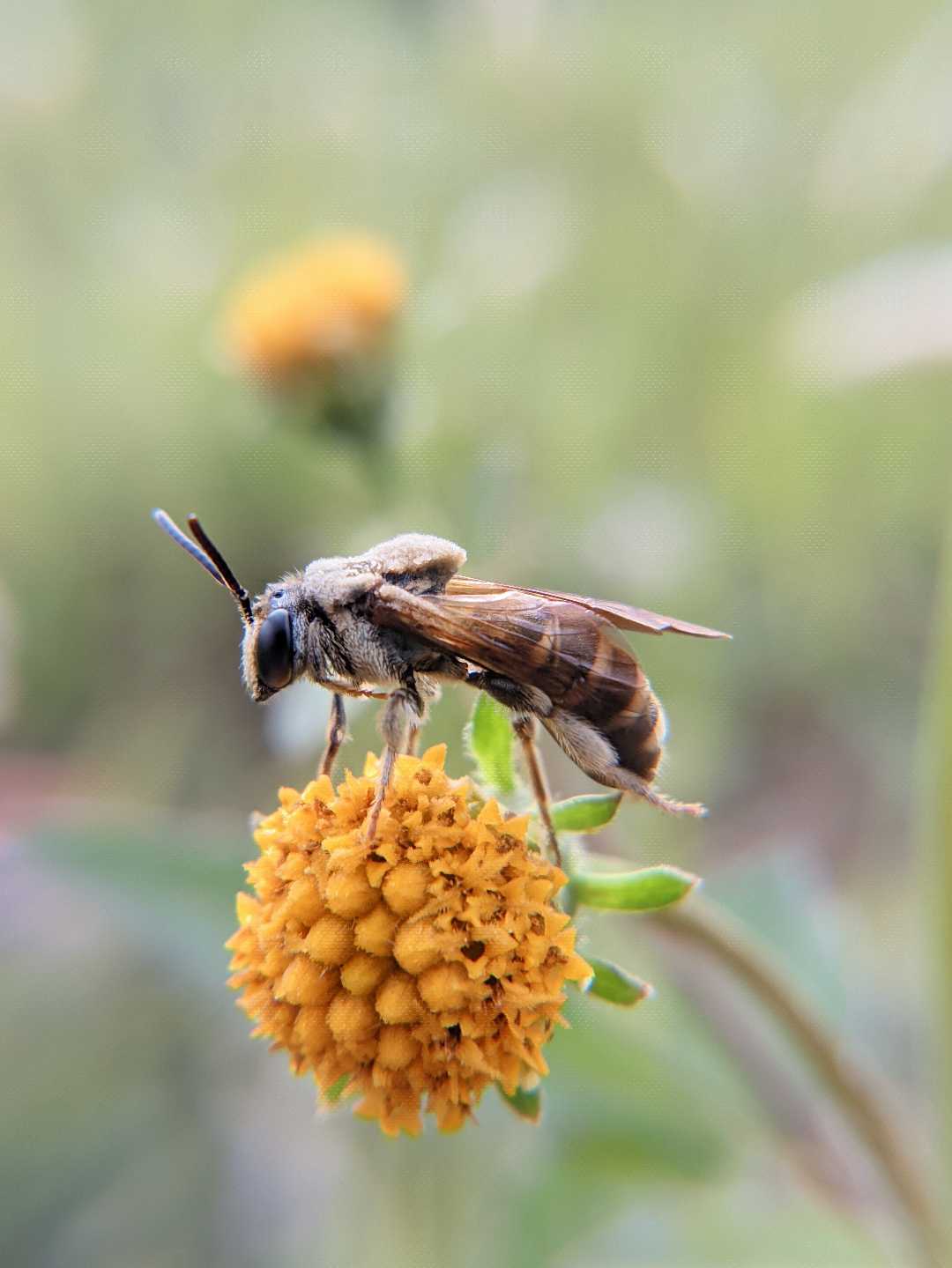 Lebah madu