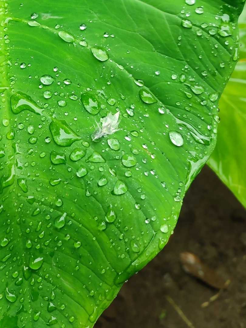 Tetesan air hujan