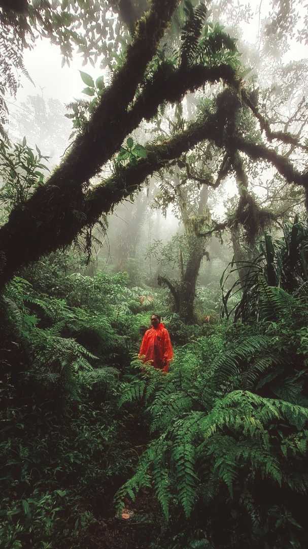 Hutan Rimba