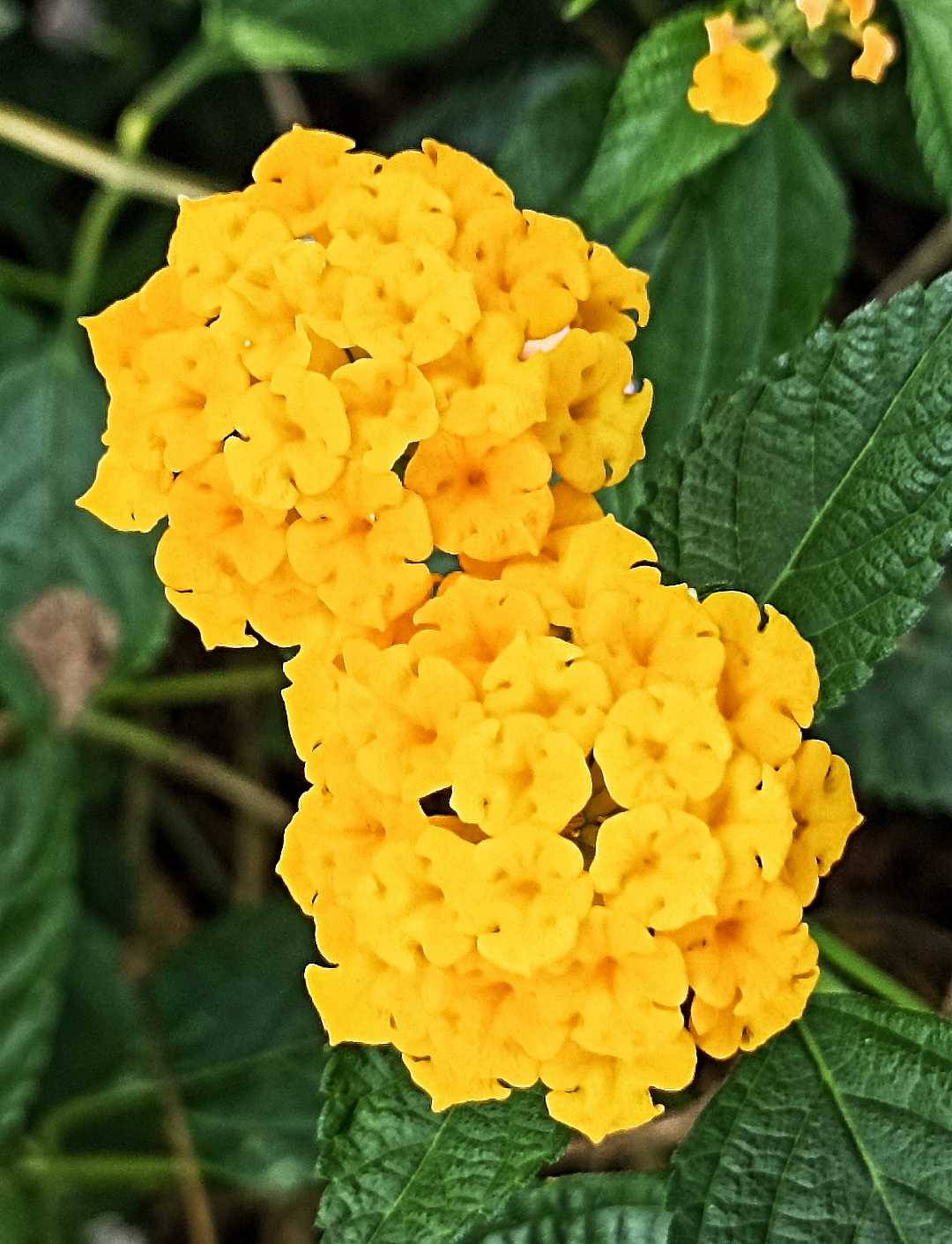Tema Bunga Kuning