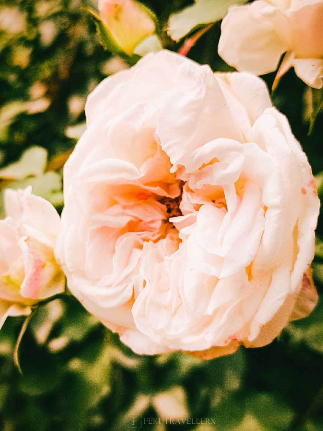 🤍