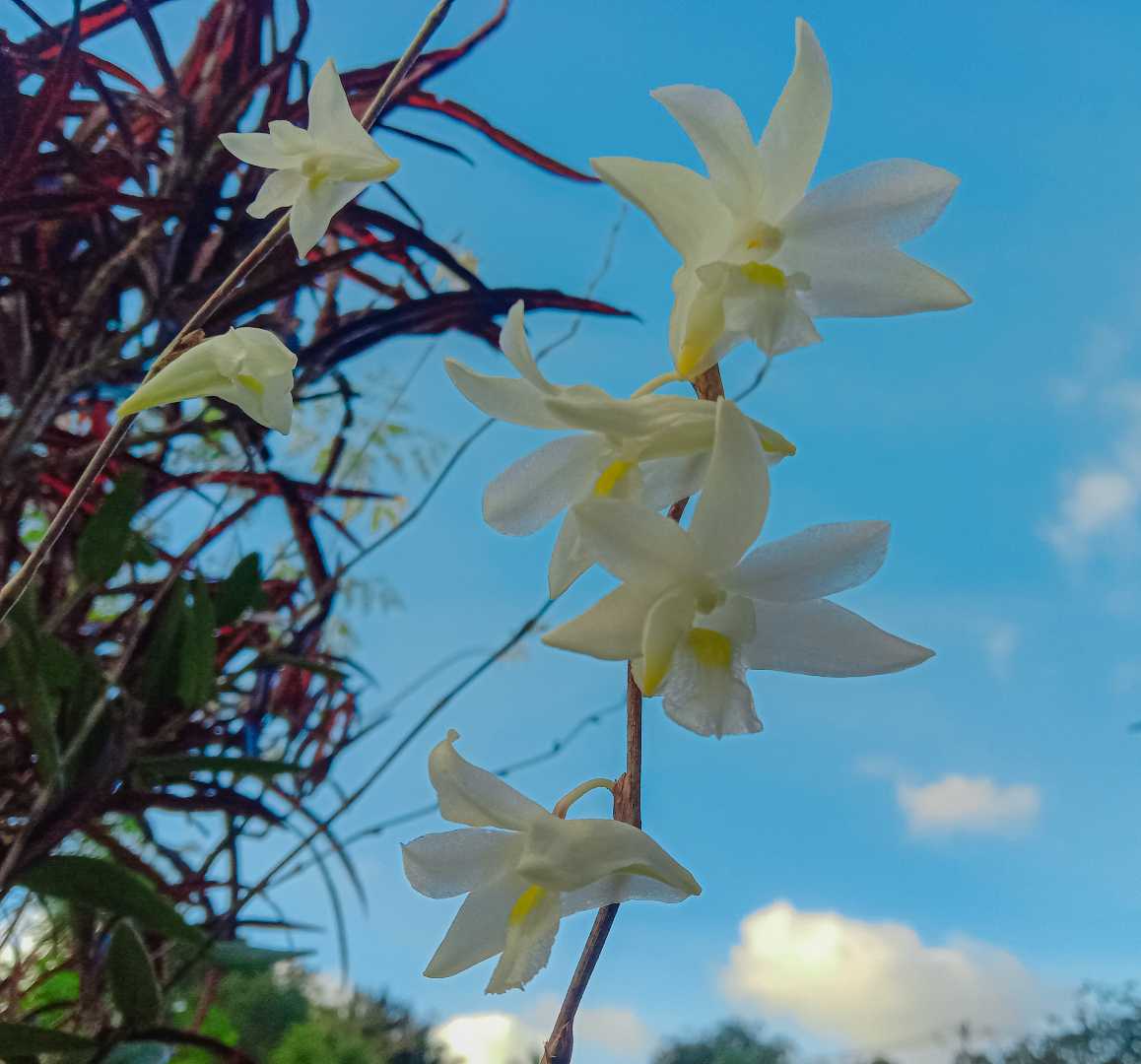 Macro foto
