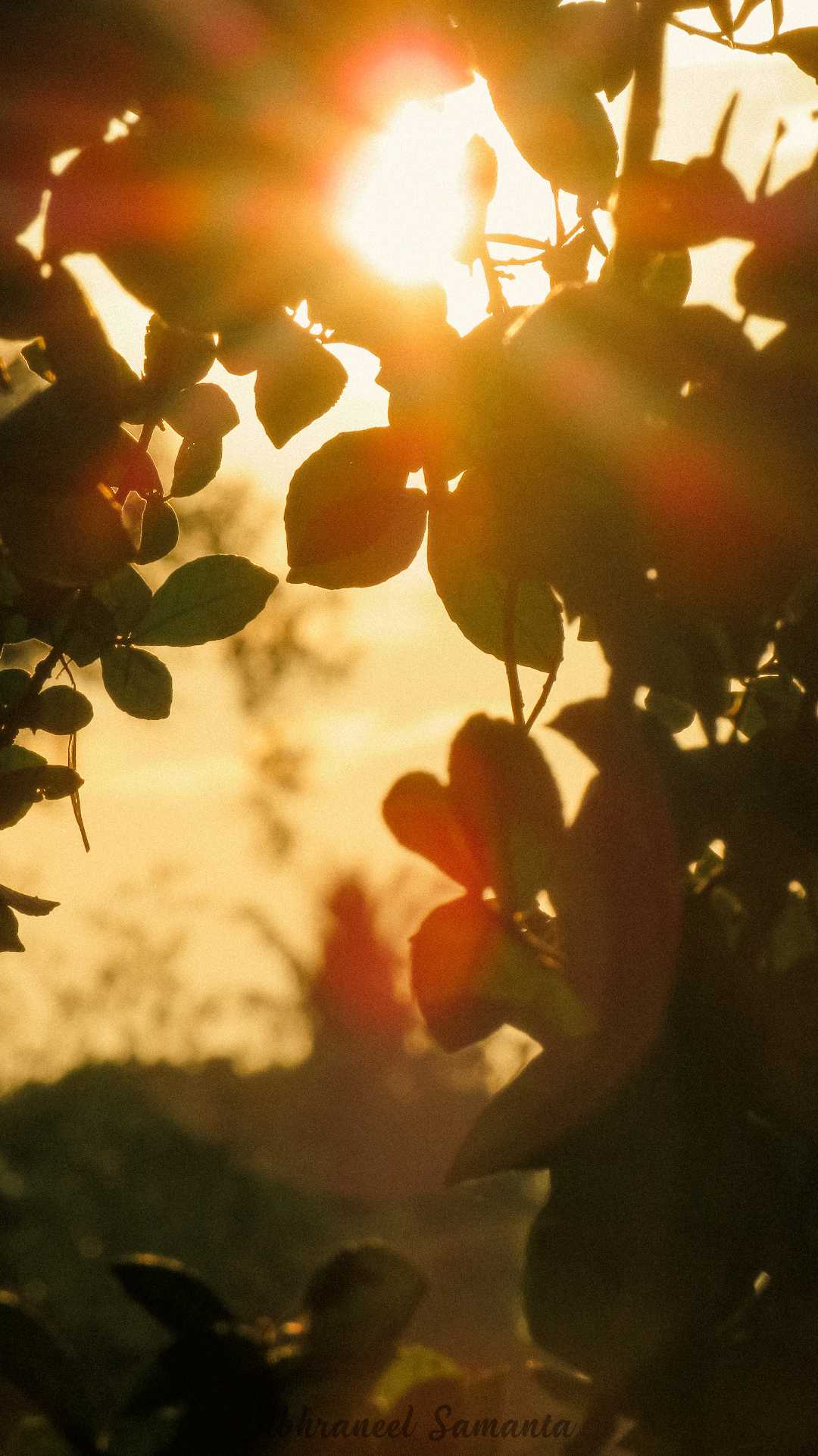 Magical Moments 