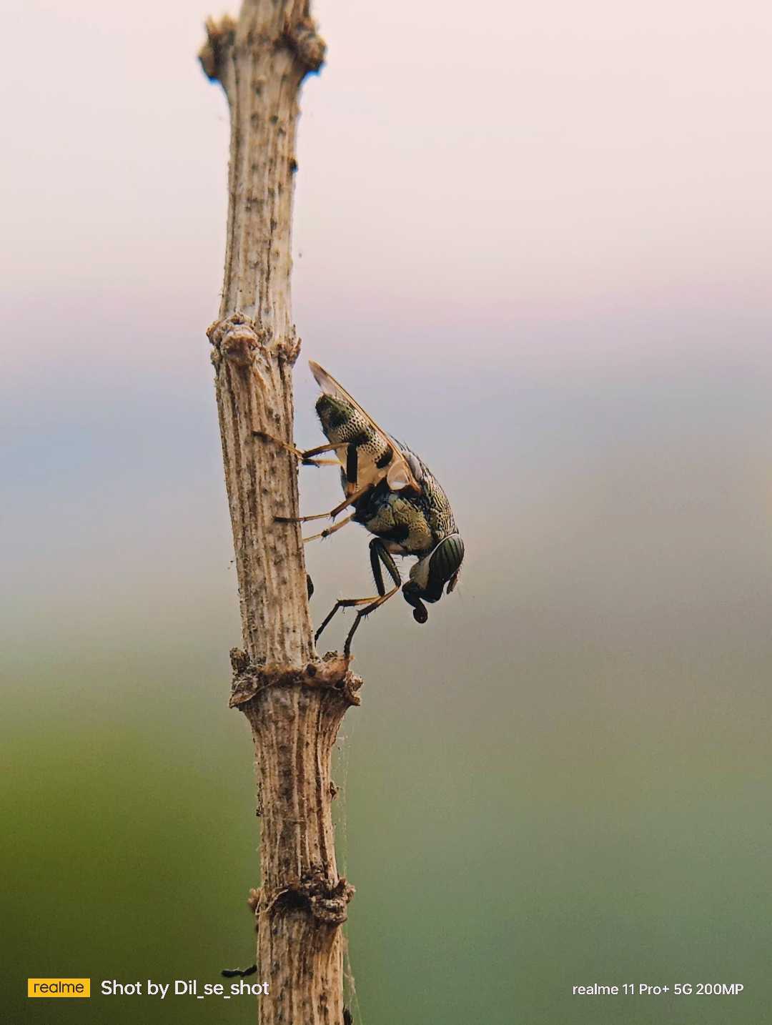 macro World 🌍