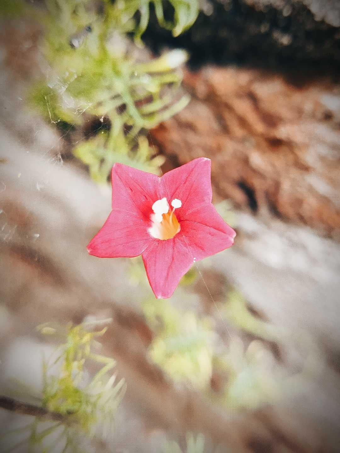 (CYPRESS VINE) 