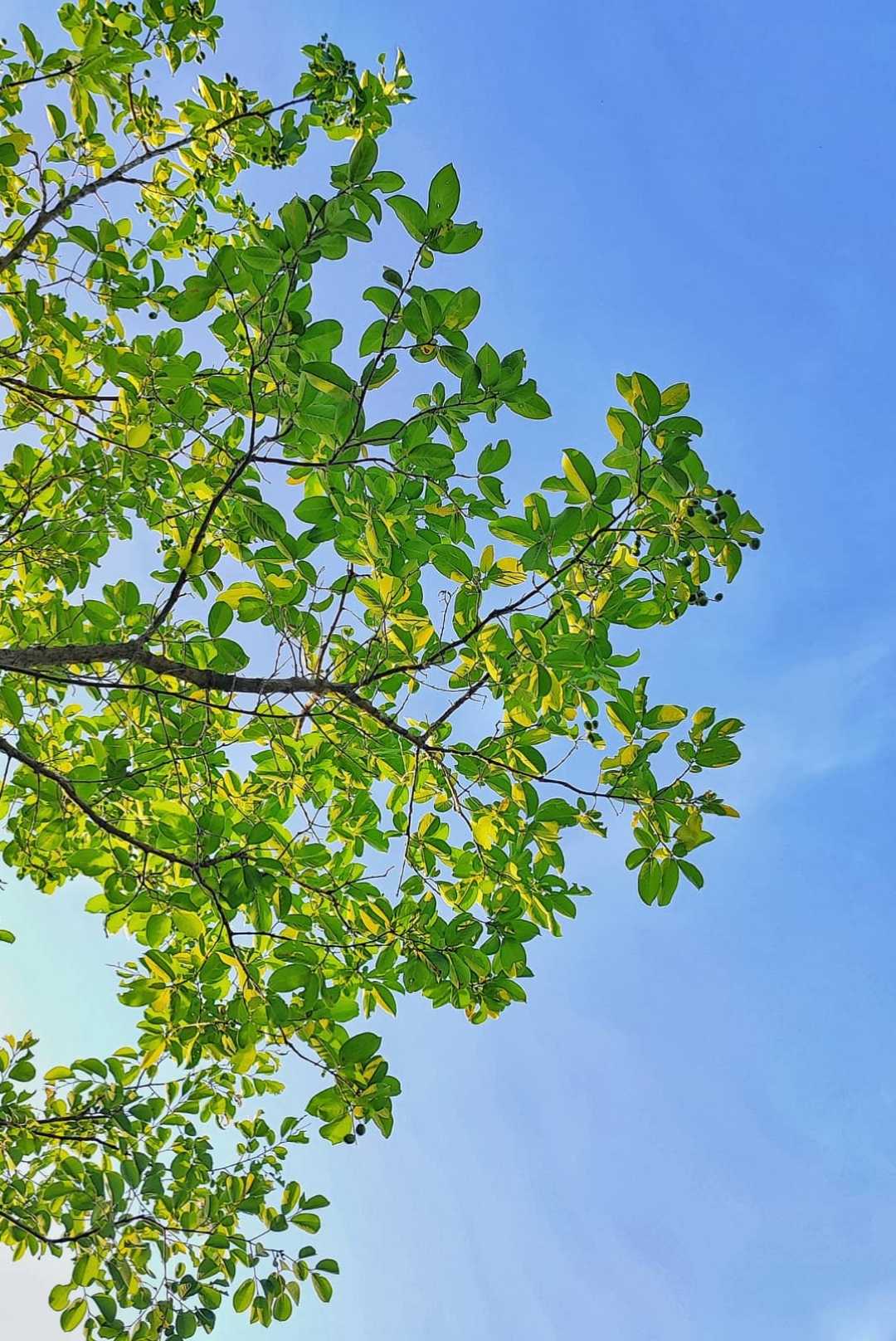 Nature's Blue and Green