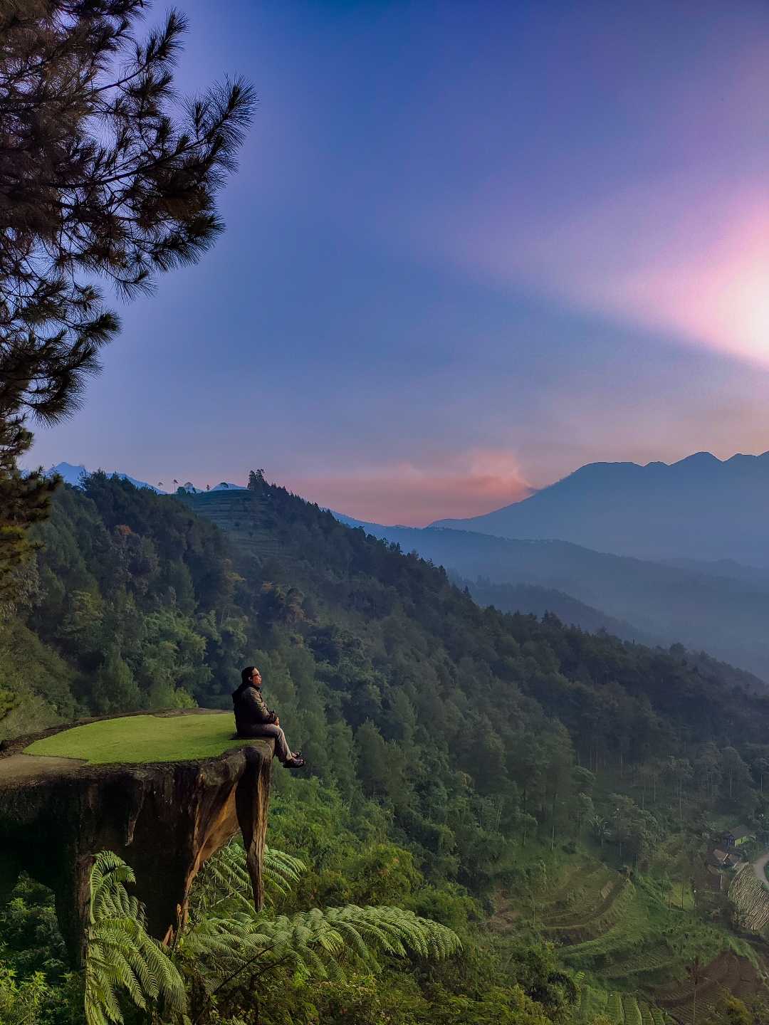 Goa Pinus...