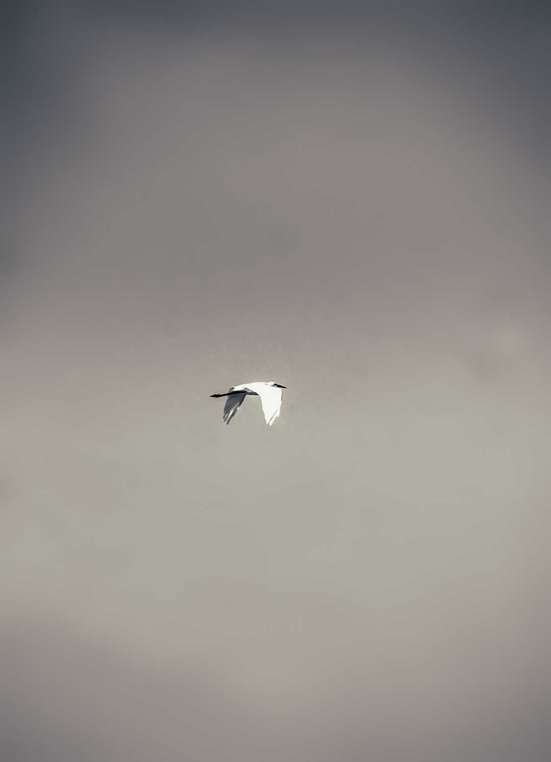 Little egret ! 