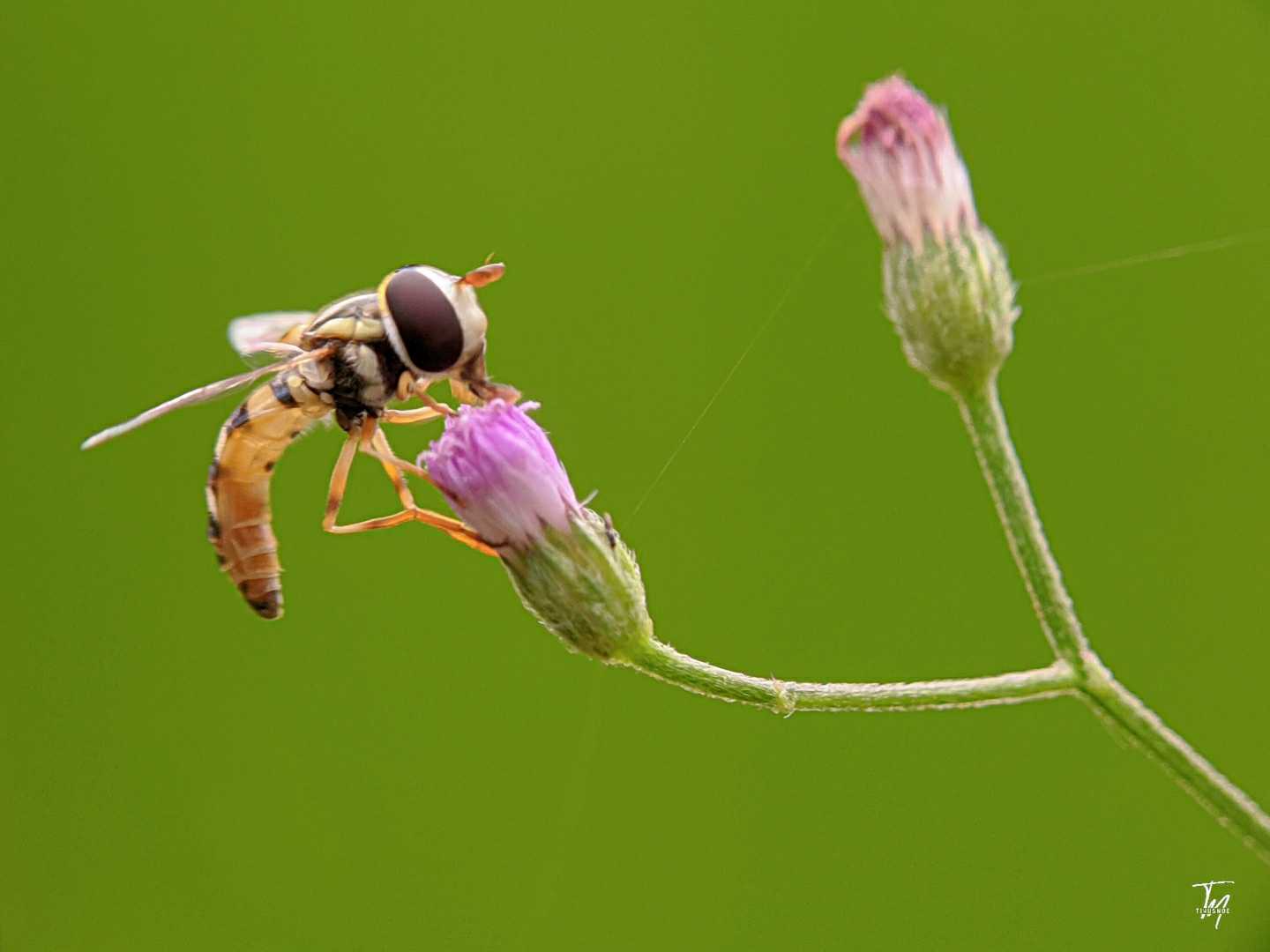 Hoverfly