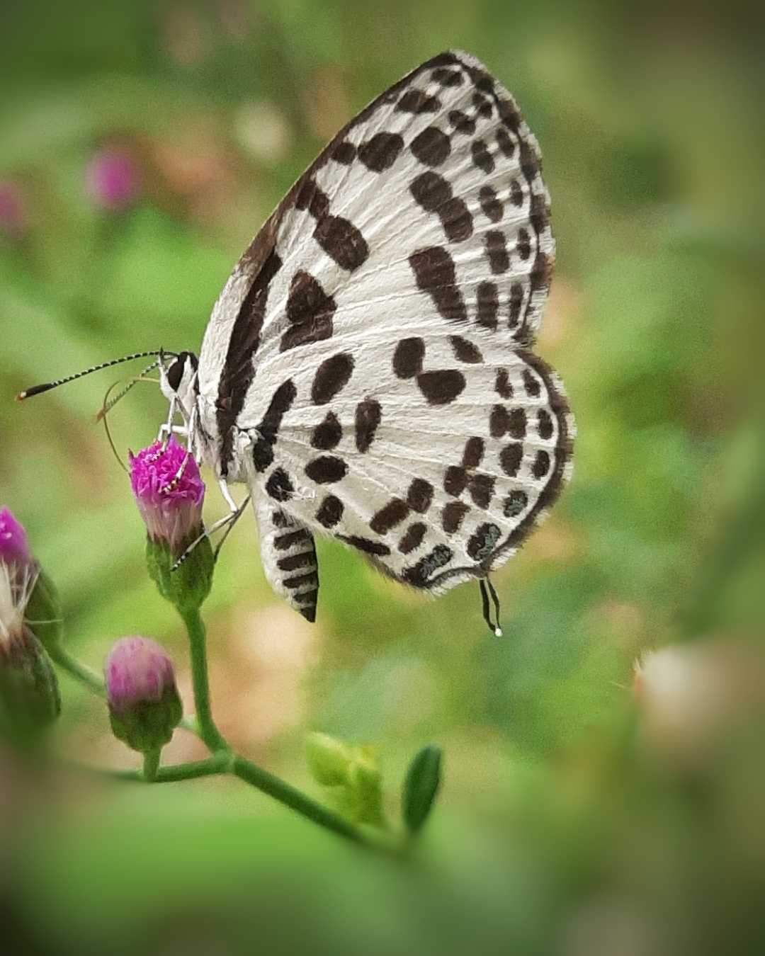Castalius rosimon

