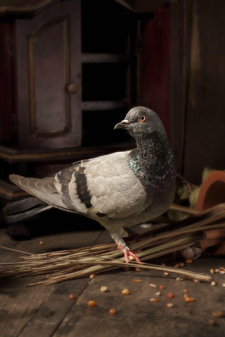 Pigeon